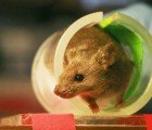 New Technique Could Allow Lab Mice to be Replaced with Neurons Grown from Human Stem Cells
