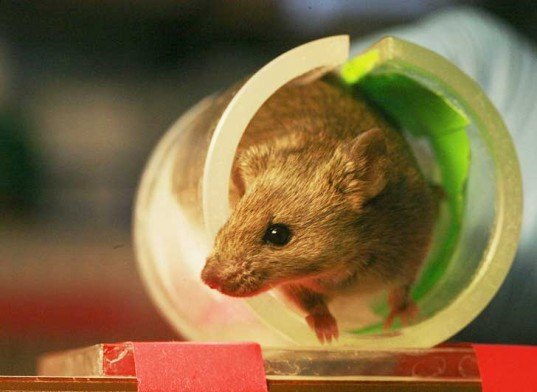 lab mice, stem cells, neurons grown from stem cells, stem cell therapy, stem cell research, stem cell growth, animal rights, animal cruelty, lab animals, lab research, animal research, neuron therapy, stem cell uses, university of wisconsin, madison, cellular dynamics international