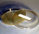 First Test Tube Grown Hamburger Set to Debut by Fall 2012
