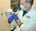 This Adorable Baby Polar Bear Needs a Name!