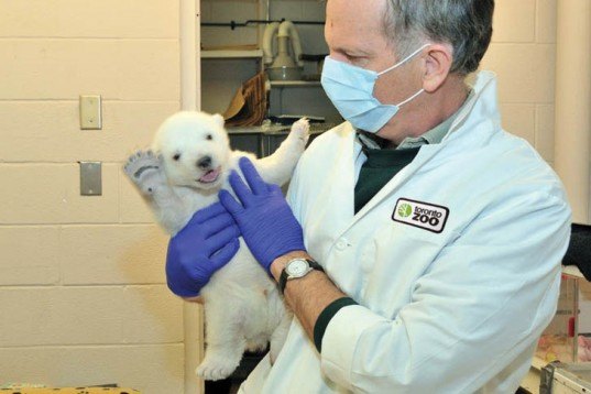 green pets, Animals, Toronto Zoo, baby polar bear, name a newborn animal, facebook