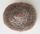 Artist Valerie Buess Twists and Turns Paper Into Magical Underwater Creatures