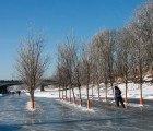 Commuters Can Skate Through a Recycled Tree Forest in Winnipeg’s Winter Garden