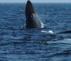 Study Shows Commercial Shipping Noise Causes Physical Stress to Whales
