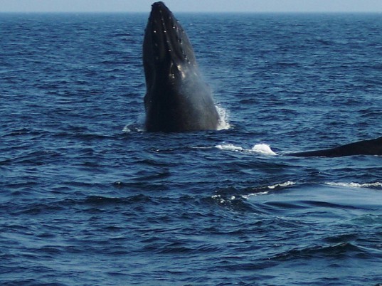 New England Aquarium whale stress, commercial shipping emissions, commercial shipping whale stress, commercial shipping whale effects, 9/11 whales, whale stress shipping, whale hormones stress 