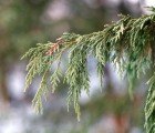 US Forest Service Confirms That Climate Change is Killing Alaskan Trees