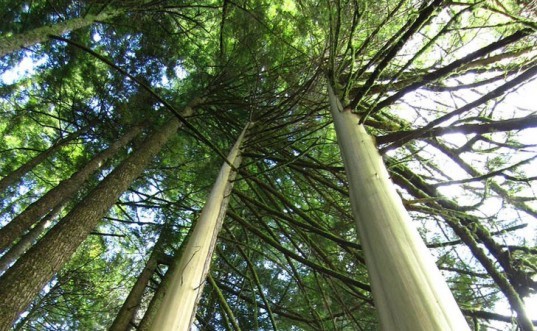 Climate Change Killing Alaskan Trees and Changing How We Manage Forests trees die alaska, yellow cedar death, cause of yellow cedar death, affects of climate change, climate change deforestation, forrest management, Paul Schaberg Bioscience, bioscience journal, forest management alaska,