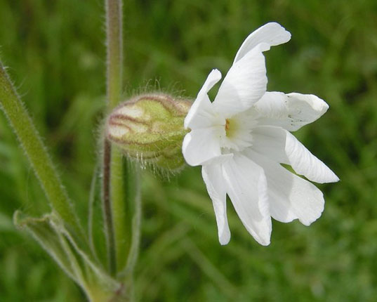 environment, plants, ancient plants, ancient fruit, ancient narrow leafed campion, narrow leafed campion, green news, green plants, green science, science news, green news, arctic plants, arctic plants news, regenerative plants, regenerative science, cloning, cloning plants