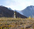 Russian Scientists Revive 32,000 Year Old Arctic Plant