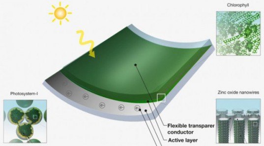 Solar power, solar energy, biophotovoltaics, biophotovoltaic, Andreas Mershin, MIT, photovoltaic, clean energy, renewable energy, green tech, technology