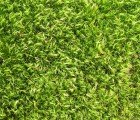 MIT Researchers Find a Way To Make Solar Panels from Grass Clippings