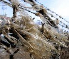 San Francisco To Expand Ban on Plastic Bags
