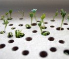 Plant Growing Sprout Table Brings Fresh Spring Greens to Any Meal