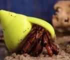 Makerbot’s 3D Printed Hermit Crab Shells are a Fresh Solution to an Environmental Shortage