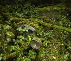 Paradise Parking: Vintage Cars are Swallowed Up by Trees and Vines in France