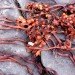 manthey kul, seaweed insulation, sustainable insulation, green design, natural resources, SINTEF, green materials, natural insulation material