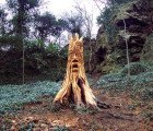 An Enchanted Forest of Carved Tree Stump Creatures Sprouts in the UK