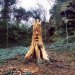 art, outdoor art, green art, eco art, sustainable art, tree carving, chainsaw carving, carving, tree sculptures, tree carving sculptures, chainsaw carving sculptures, tommy craggs, north yorkshire, mystery carver, wood sculpture, wood design, wood art