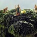 Matthew Carden, Small World, food, food photography, healthy eating, small landscapes