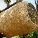 Cape Town, Porky Hefer, human Nest, bark cocoon, biodegradable cocoon, stilts, weaverbirds