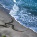 Andres Amador, Sand Painting, Sand Drawing, Sustainable Art, Eco Art, Ocean Inspired Art, San Francisco