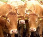 LikeMeat Hopes to Be a Juicy Breakthrough in Fake Meat