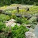 Mill Valley Cabins, Feldman Architecture, green roof, living roof, yoga studio, art studio, accessory dwelling unit