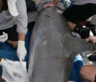 NOAA Says Gulf of Mexico Dolphins Exposed to Oil are “Incredibly Ill”