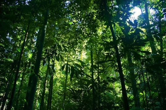 Queensland University of Technology trees could produce electricity, ions in the air, trees producing electricity, Queensland University of Technology, Queensland University of Technology, Dr Rohan Jayaratne, radon in the air, radon ions electricity