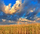 Scientists Develop Salt-Tolerant Wheat That Could Mitigate Global Food Crisis