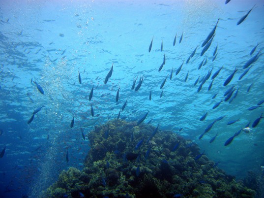 Stockholm Environment Institute, Stockholm Environment Institute valuing the oceans, Stockholm Environment Institute climate change damage, Stockholm Environment Institute ocean damage, climate change, climate change damage to oceans, 2 trillion climate change damage, Stockholm Environment Institute reef damage