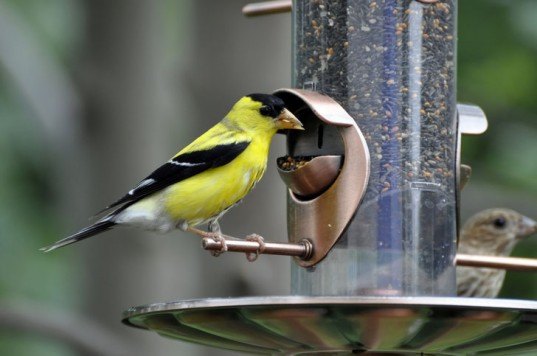 Bird Feeder, bird seed, birds, conservation, animals, ornithology, bird watching, Scotts, Miracle-Gro, EPA, Environmental Protection Agency, pesticides, insecticides, toxins, chemicals,
