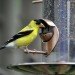 Bird Feeder, bird seed, birds, conservation, animals, ornithology, bird watching, Scotts, Miracle-Gro, EPA, Environmental Protection Agency, pesticides, insecticides, toxins, chemicals,
