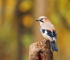New Study Reports Man-made Noise Pollution Affects Birds and Plants
