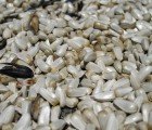 Scotts Miracle-Gro Pleads Guilty To Knowingly Selling Toxic Birdseed