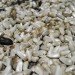 Bird Feeder, bird seed, birds, conservation, animals, ornithology, bird watching, Scotts, Miracle-Gro, EPA, Environmental Protection Agency, pesticides, insecticides, toxins, chemicals,