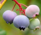 Edible Forest is Coming to Life in Fertile Seattle Park for Community Gardening