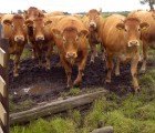 Judge Orders FDA To Regulate Antibiotic Use in Livestock