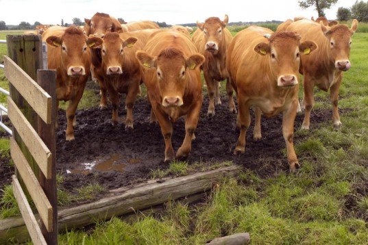 cows, livestock, antibiotics, super bugs, organic cows, farming, sustainable food