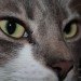 Newborn Baby, DNA, genetic engineering, geoengineering, bioengineering, science, Kyoto Protocol, climate change, carbon footprint, global warming, technology, CO2, meat, livestock, vegetarianism, vegetarian, vegan, S. Matthew Liao, cat eyes, cats