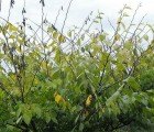 Scientists Clone Elm Trees to Protect Them from Extinction
