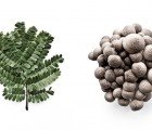 Francis Ooi Takes Beautiful Botanical Portraits of Singapore Flora Found While Jogging