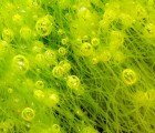 Urban Algae Farms Could Heat Buildings While Treating Wastewater