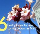 The Best 6 Places to See Spring Bloom in NYC