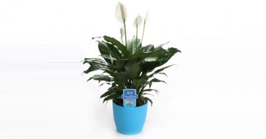 palms, potted plants, air purifying plants, indoor plants, plants for health, air cleaning plants, lilies, peace lilies, Dendrobium, orchids, ferns, Schefflera, anthuriums, song of india, gardening, urban gardening, indoor garden, vocs, air filter, natural air filter, green design, eco design, sustainable design