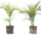 Coconut Coir Makes an Eco-Friendly Soil That Helps The Earth & Your Plants To Thrive