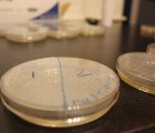 Yale Students Discover Rare Plastic-Eating Fungus in the Ecuadorian Rainforest