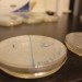 petri dish, science, biology, micribiology, fungi, fungus, science lab
