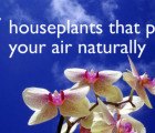 7 Indoor Plants That Purify the Air Around You Naturally