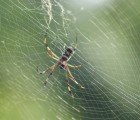 Spiders Spin Silk into Violin Strings Able to Create Superior Symphonic Sounds
